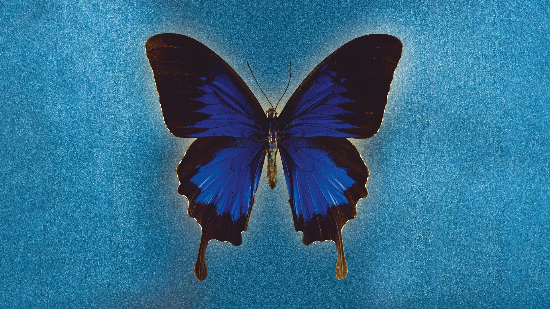 Oi Va Voi Tickets, Tour & Konzerte Live Nation Deutschland