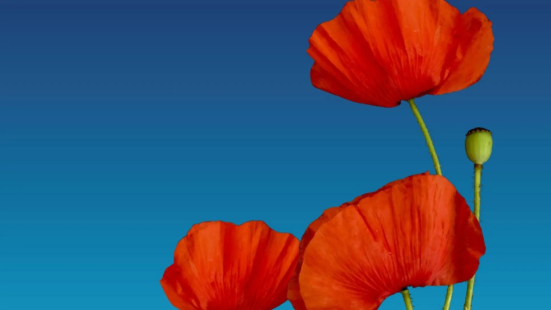 Remembrance Festival